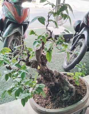Cây bonsai trang trí.