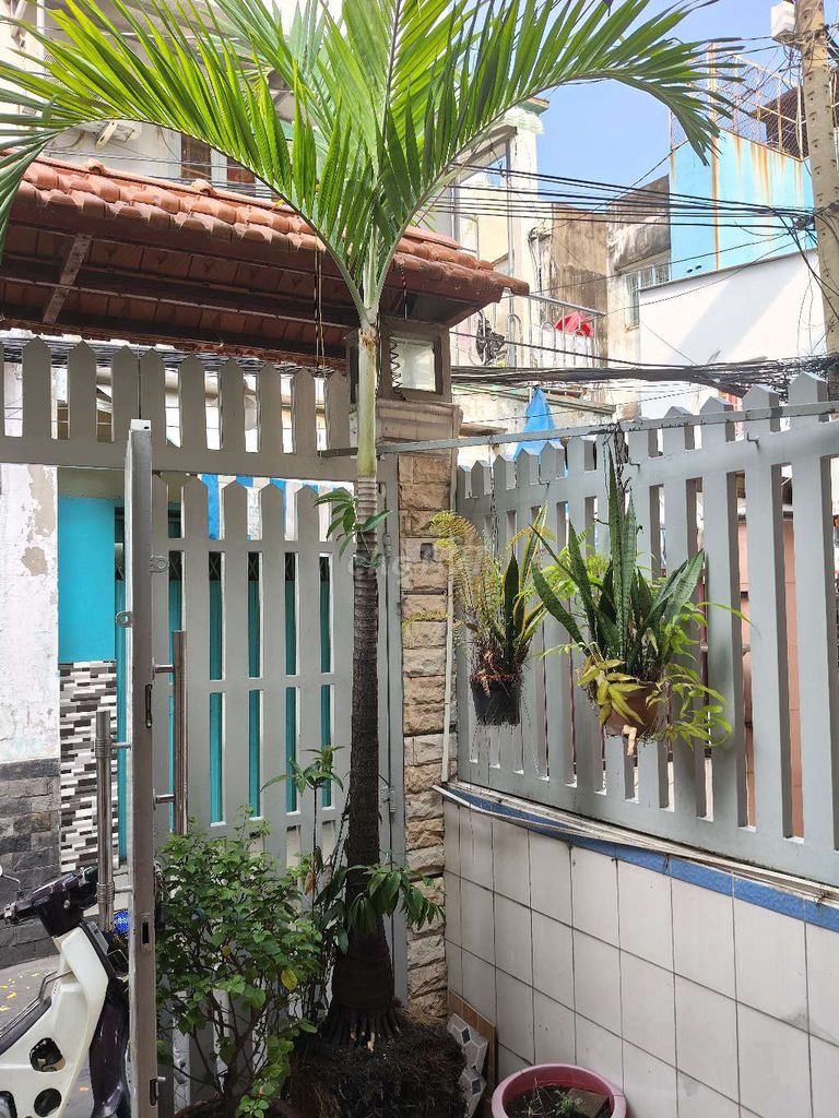 Cây cau kiểng 3m Tươi tốt. Mua bán Cây cảnh, đồ trang trí tại Quận 8 Tp Hồ Chí Minh được đăng bởi Nguyễn Thành Hiệp hình 1