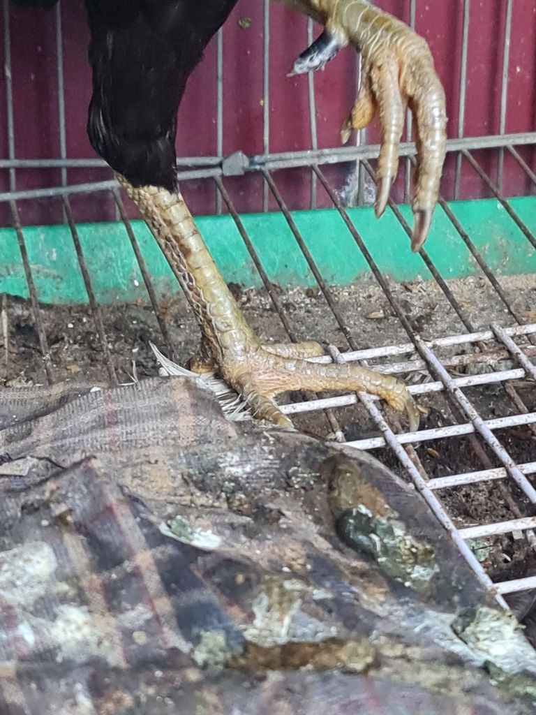 Gà Mỹ mái 1kg1. Mua bán Gà tại Quận 8 Tp Hồ Chí Minh được đăng bởi Tên chưa cung cấp hình 1