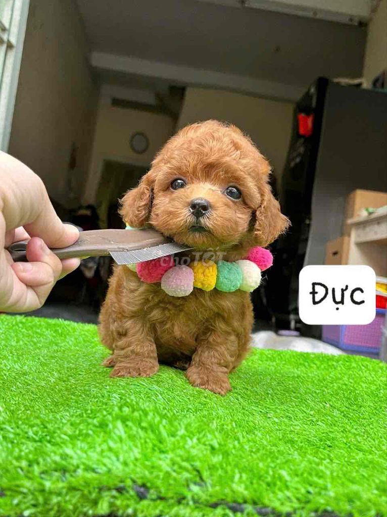 chó poodle tiny nhà đẻ nâu, mơ ( nhà đẻ)