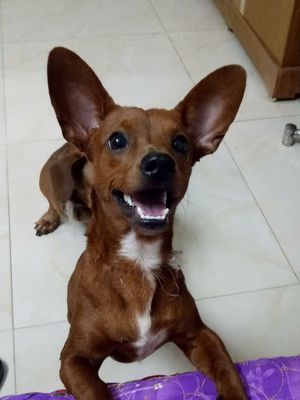 Chó Lạp xưởng lai Phốc. Mua bán Chó tại Thành phố Hải Dương Hải Dương được đăng bởi Tiền Xưa