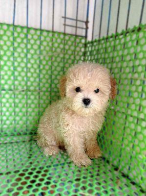Chó Poodle Cái màu Trắng kem