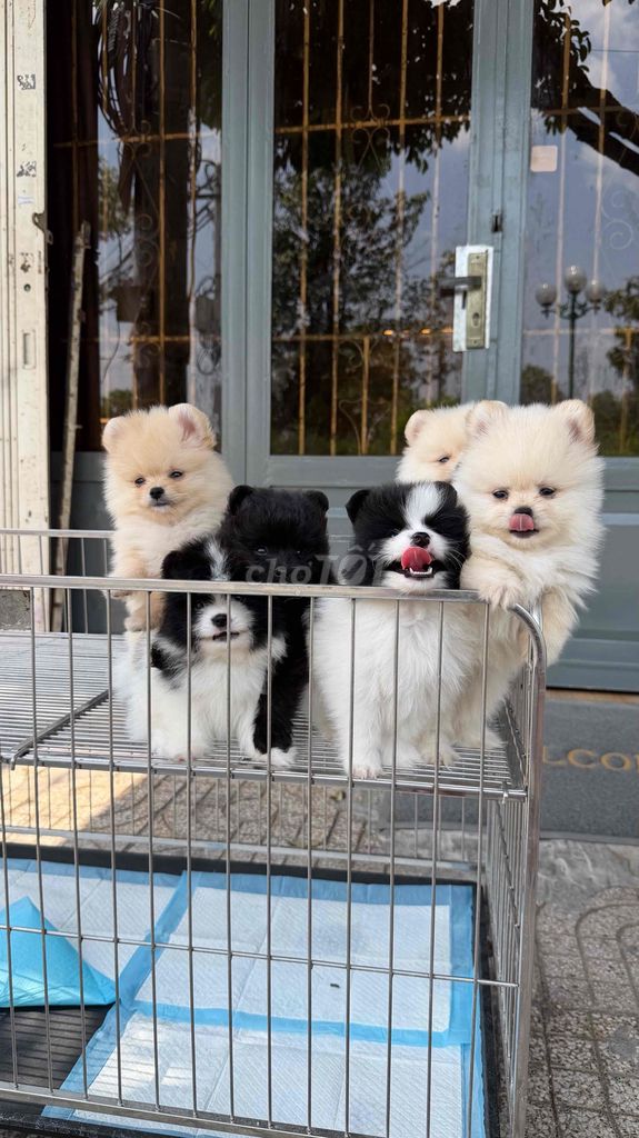 Chó Phốc Sóc. Mua bán Chó tại Quận Tân Bình Tp Hồ Chí Minh được đăng bởi Minh vương hình 1