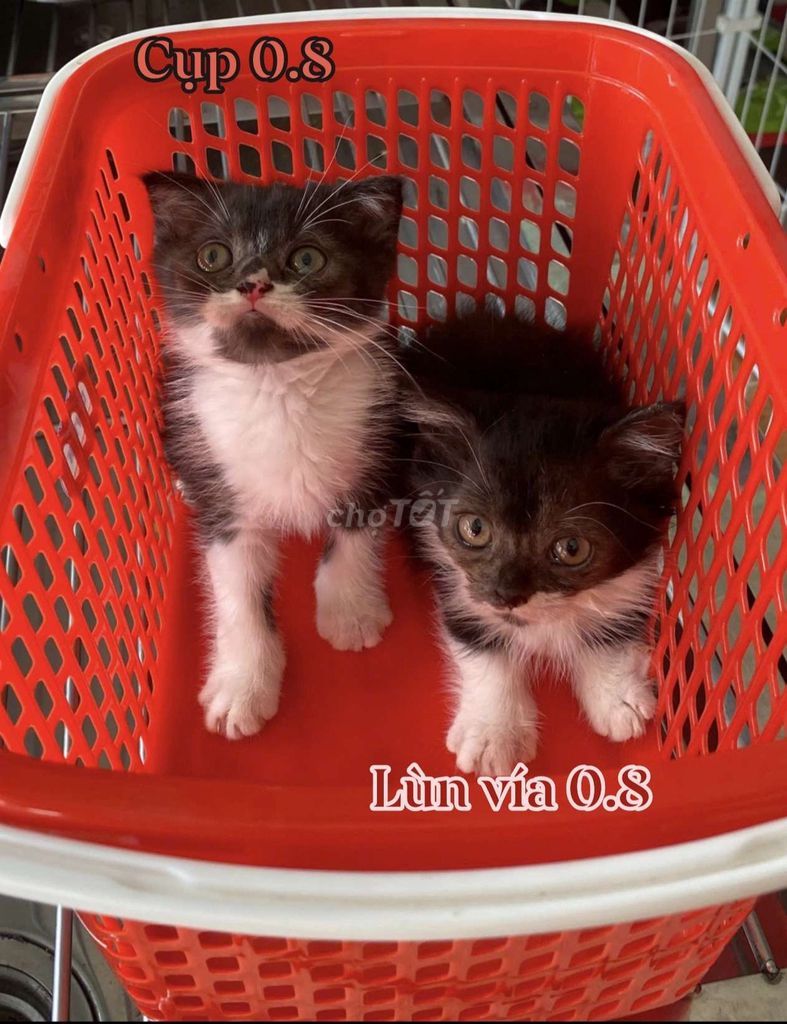 Mèo Anh lông ngắn Đen trắng 2 tháng. Mua bán Mèo tại Thành phố Vĩnh Long Vĩnh Long được đăng bởi Minh Luan Huynh hình 1