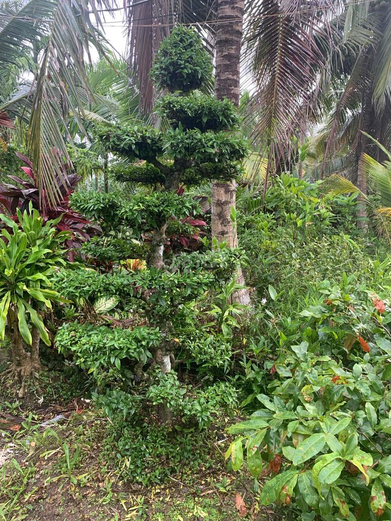 Mai chiếu thủy trên 30 năm 2 cây. Mua bán Cây cảnh, đồ trang trí tại Huyện Châu Thành Tiền Giang được đăng bởi TRAN DO hình 1