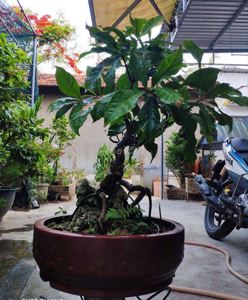 Cây cảnh Lộc Vừng bonsai ôm đá phong thủy. Mua bán Cây cảnh, đồ trang trí tại Thành phố Nha Trang Khánh Hòa được đăng bởi Nguyễn Thanh hình 1