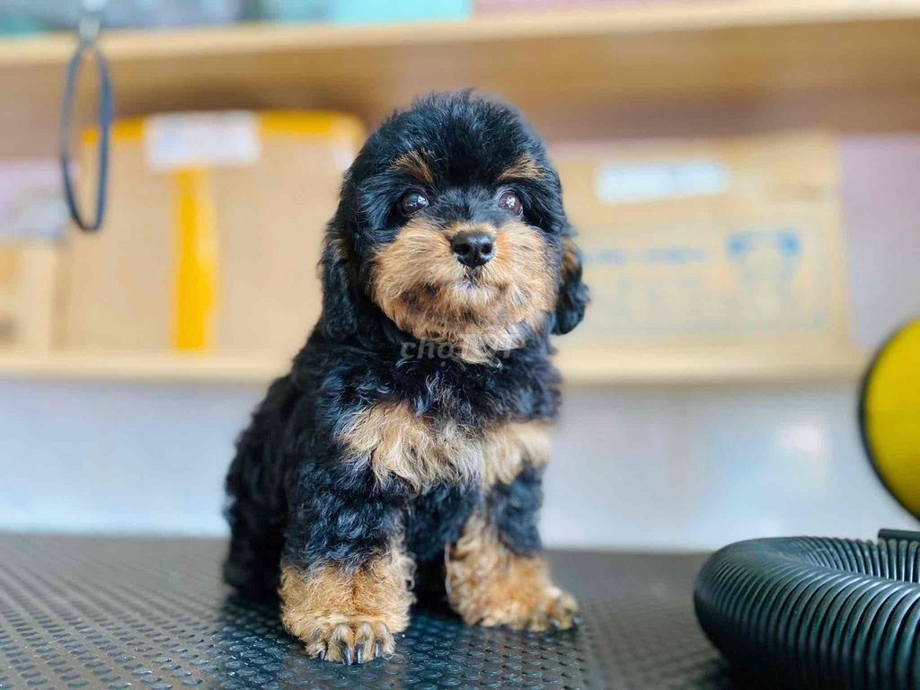 Chó Poodle lai Cavapoo Đen vàng đã tiêm. Mua bán Chó tại Thị xã Mỹ Hào Hưng Yên được đăng bởi Long Nguyễn hình 1