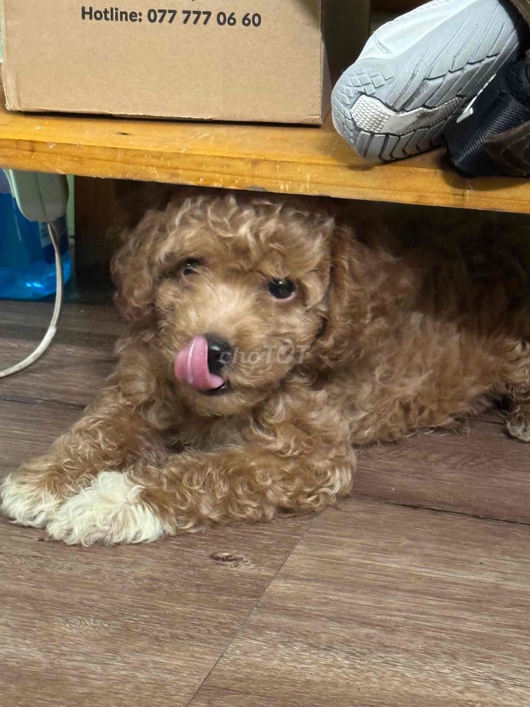 Chó Poodle đực Nâu 2 tháng. Mua bán Chó tại Quận 4 Tp Hồ Chí Minh được đăng bởi Lộc Phước Nguyễn hình 1
