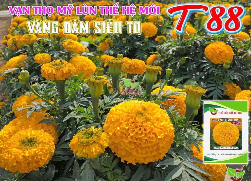 hạt giống hoa vạn thọ mỹ lùn vàng đậm f1 tggh