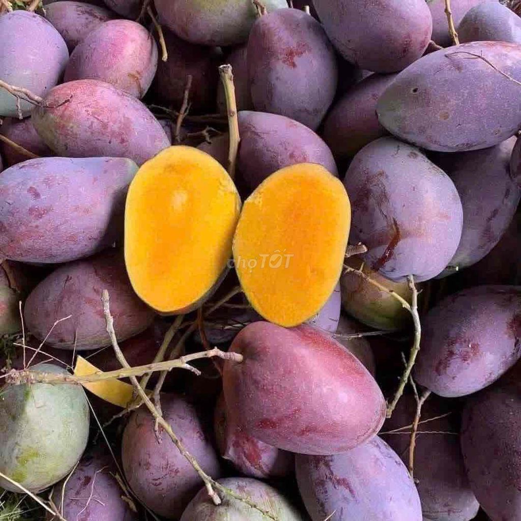 Cây giống Xoài Tím Ngọc Vân. Mua bán Đồ chuyên dụng, Giống nuôi trồng tại Huyện Sông Lô Vĩnh Phúc được đăng bởi Tình Nguyễn hình 1