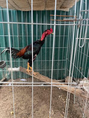 do công việc bận ko có thời gian nuôi bán bớt gà. Mua bán Gà tại Huyện Chương Mỹ Hà Nội được đăng bởi Đỗ Duy Thanh