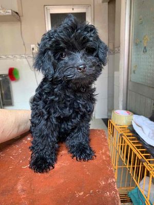 Chó Poodle lai Nhật. Mua bán Chó tại Thành phố Biên Hòa Đồng Nai được đăng bởi Trần Nhi