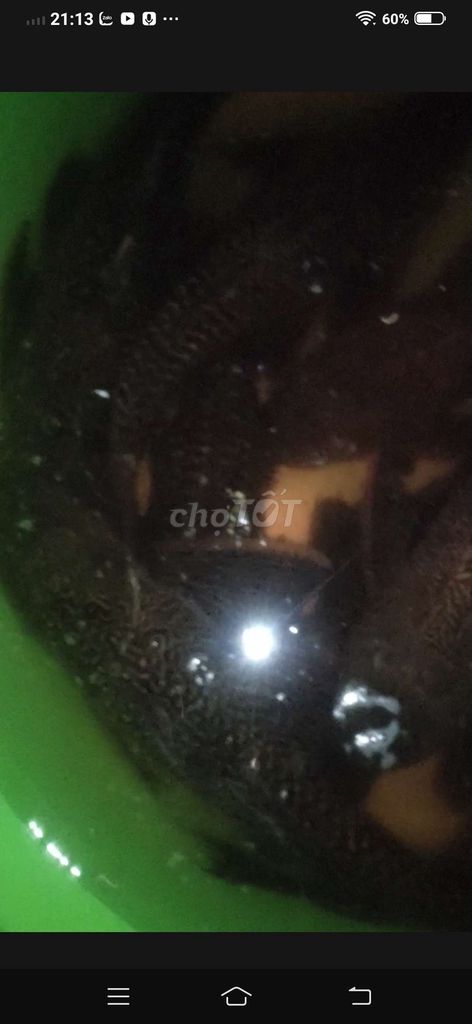 Cá lau kiếng 2-3 con/kg. Mua bán Thú cưng khác tại Huyện Bình Tân Vĩnh Long được đăng bởi Cẩm Nhung hình 1
