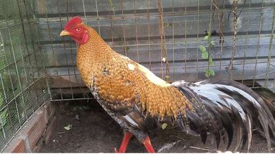 Gà đá. Mua bán Gà tại Quận Cái Răng Cần Thơ được đăng bởi phát đạt