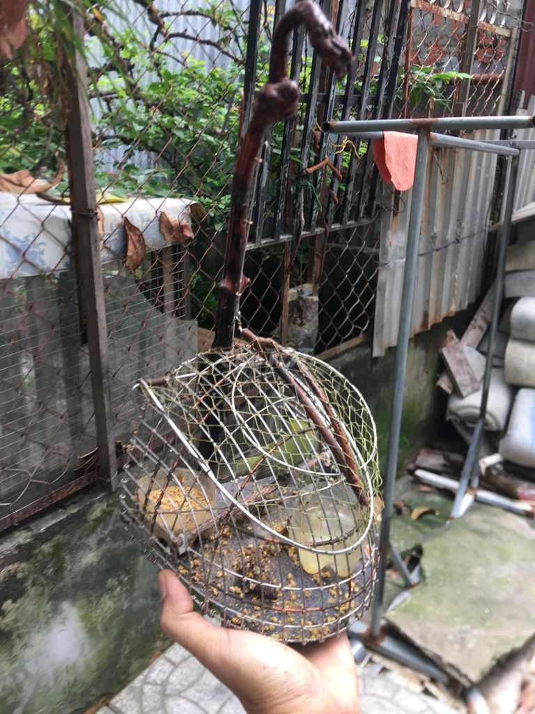 lụp chim nhỏ mi ni inox. Mua bán Phụ kiện, Thức ăn, Dịch vụ tại Quận Ninh Kiều Cần Thơ được đăng bởi luân pham hình 4