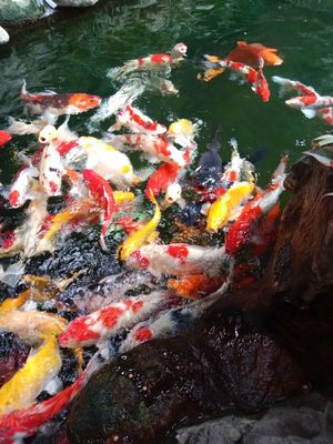 Cá Koi cảnh nhiều màu sắc. Mua bán Thú cưng khác tại Huyện Bình Chánh Tp Hồ Chí Minh được đăng bởi Dien Lê