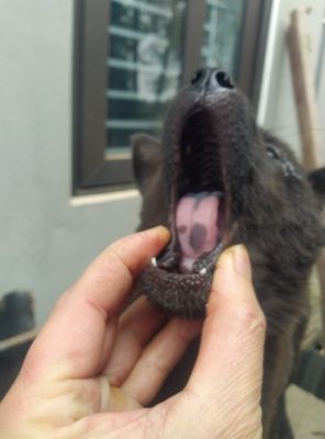 Chó Cộc đực Đốm tròn đầu lưỡi