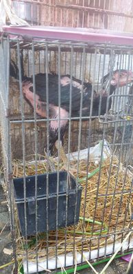 Cặp Gà đòn ô. Mua bán Gà tại Quận 11 Tp Hồ Chí Minh được đăng bởi phuong kim huong
