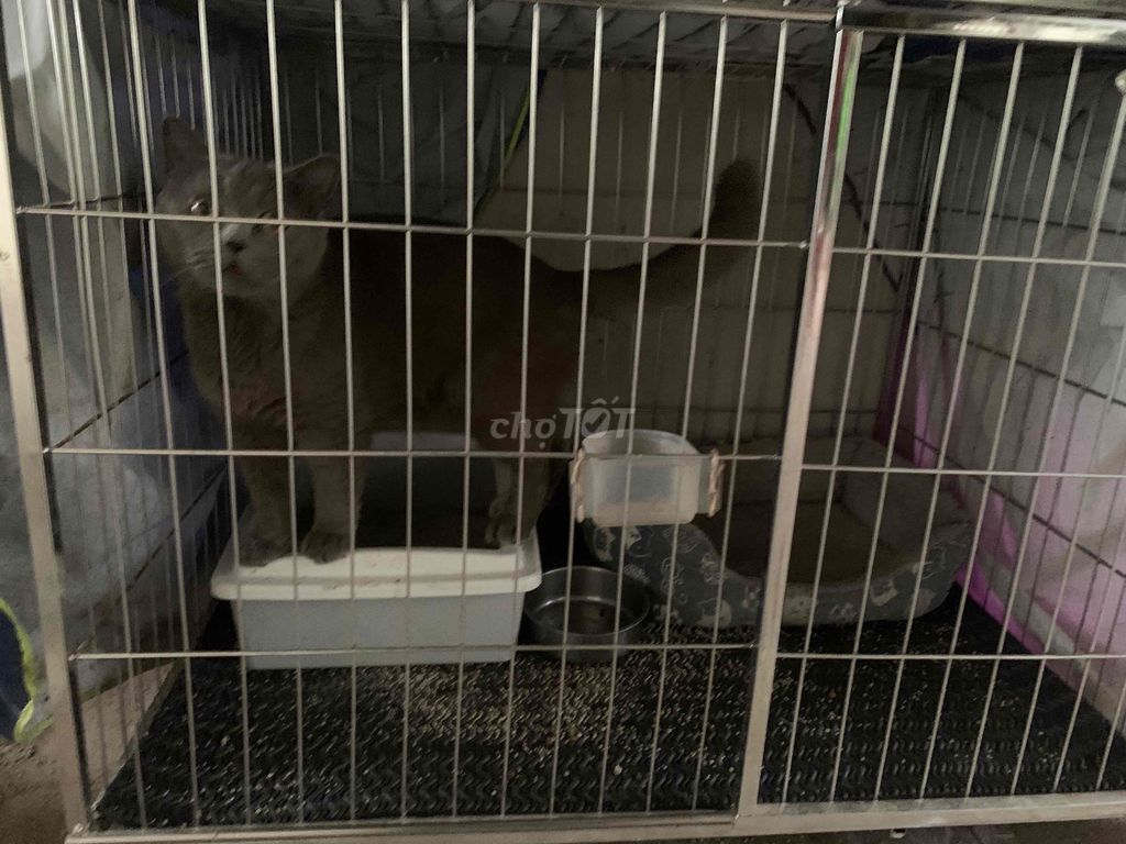 Mèo Anh lông ngắn Xám. Mua bán Mèo tại Huyện An Lão Hải Phòng được đăng bởi ABC hình 1