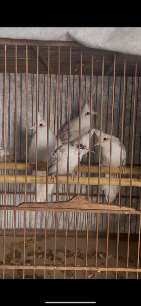 Chim chào mào trắng 4 tháng. Mua bán Chim tại Thành phố Hội An Quảng Nam được đăng bởi Đại Phong Farm hình 1