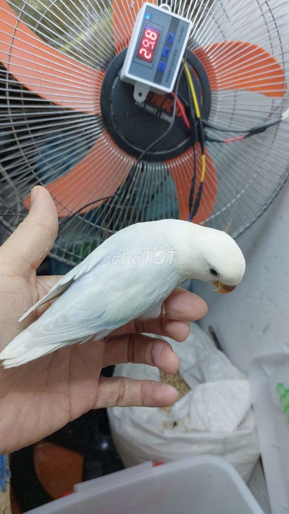 Lovebird Trắng KHÔNG viền