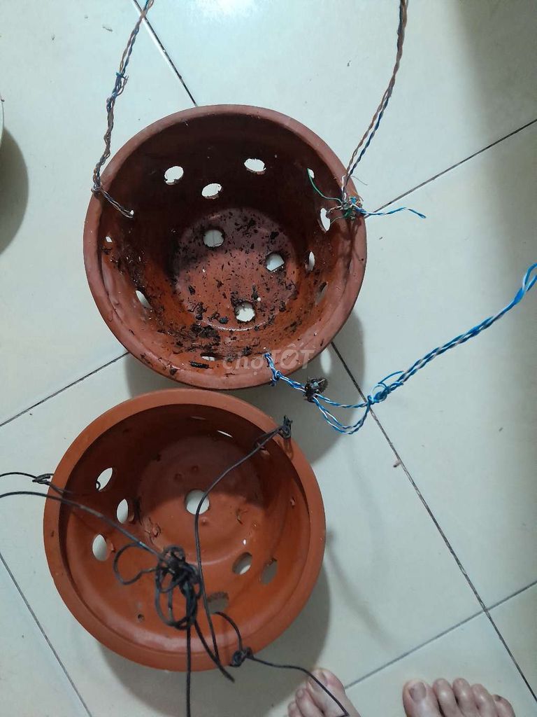 Thanh lí chậu cây cảnh sứ