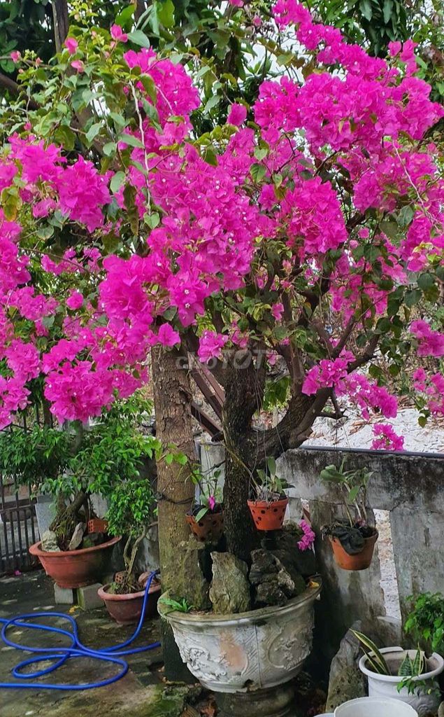 Cây cảnh Hoa giấy Hồng To. Mua bán Cây cảnh, đồ trang trí tại Quận Liên Chiểu Đà Nẵng được đăng bởi CHUyÊN HÀNG  NHẬT BÃI CÁC lOẠI  hình 1