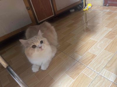 Mèo Anh lông ngắn Vàng kem trắng