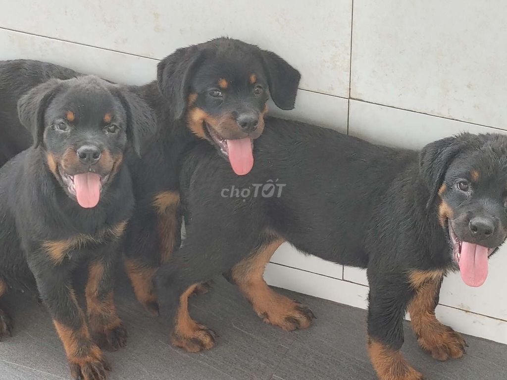 Rottweiler.TNTN. Mua bán Chó tại Huyện Trảng Bàng Tây Ninh được đăng bởi Nhân Rottweiler  hình 1