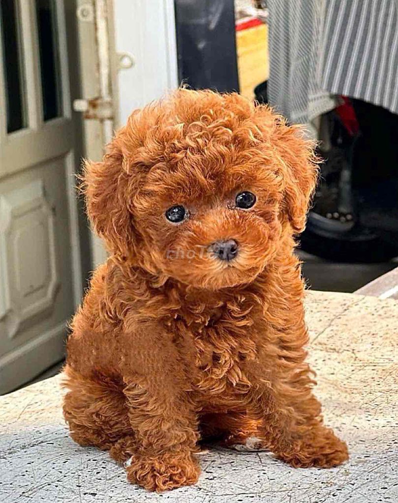 Chó Poodle Nâu đỏ. Mua bán Chó tại Huyện Kế Sách Sóc Trăng được đăng bởi Ngoc hình 1