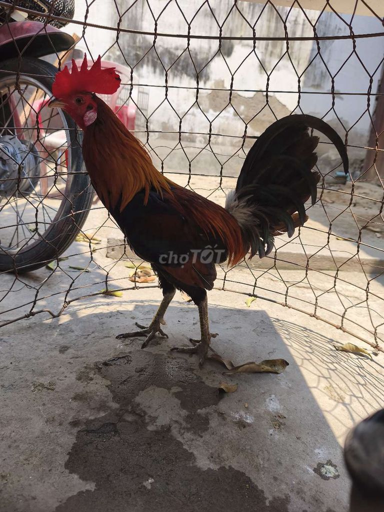 Gà siêu Mỹ 1.5kg Đực. Mua bán Gà tại Thành phố Thủ Đức Tp Hồ Chí Minh được đăng bởi nguyên hưu phươc  hình 1
