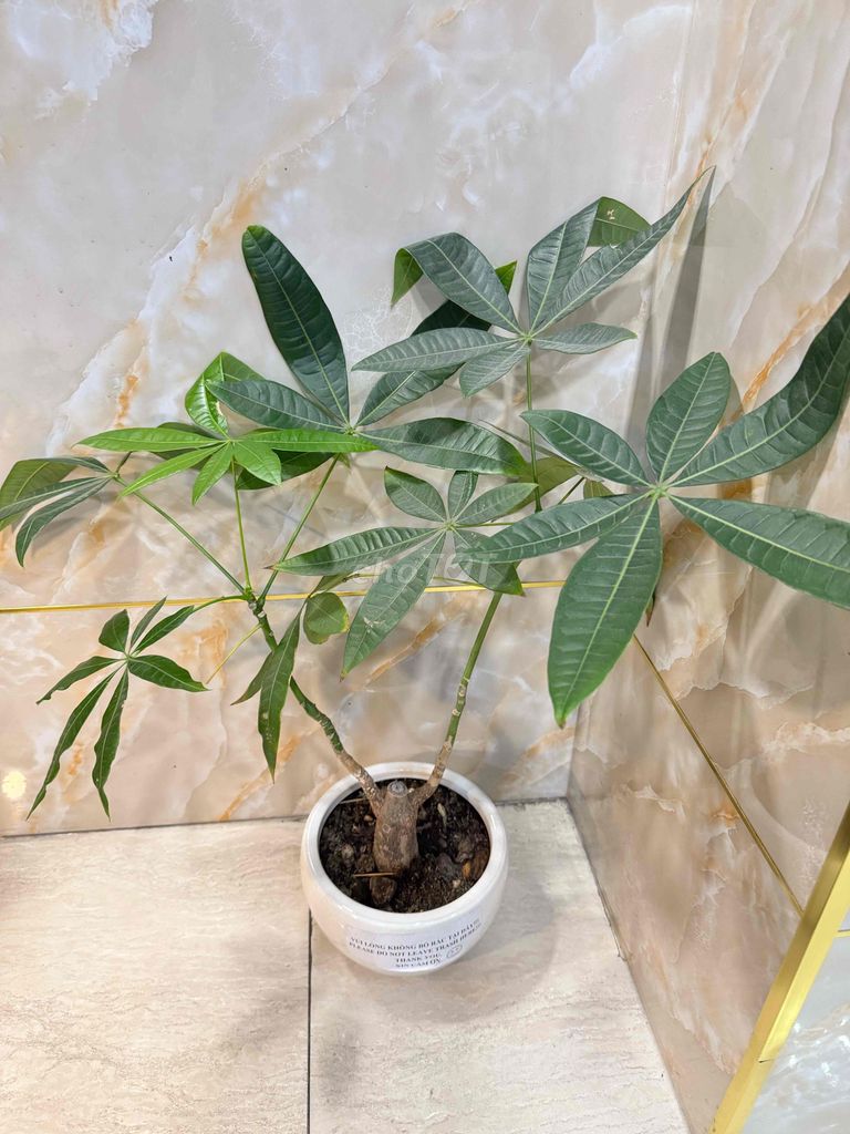 Cây kim ngân. Mua bán Cây cảnh, đồ trang trí tại Quận 1 Tp Hồ Chí Minh được đăng bởi Tiến hình 1