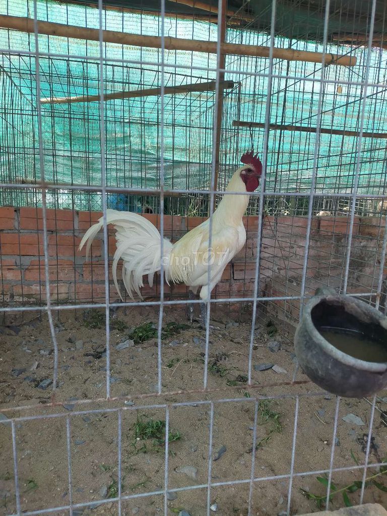 Gà Peru Thái tơ hiện 2,8kg. Mua bán Gà tại Huyện Tân Trụ Long An được đăng bởi Phi Nhà Đất Giá Tốt hình 1