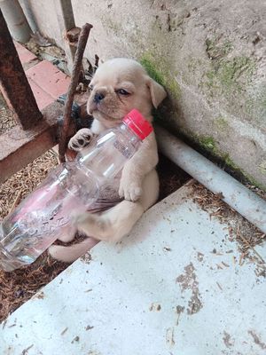 2e Pug xệ đực thuần chủng. Mua bán Chó tại Huyện Phụng Hiệp Hậu Giang được đăng bởi GÀ ĐÁ HẬU GIANG