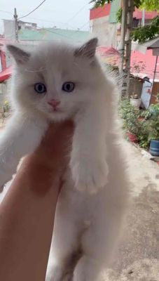 Mèo Ragdoll Trắng
