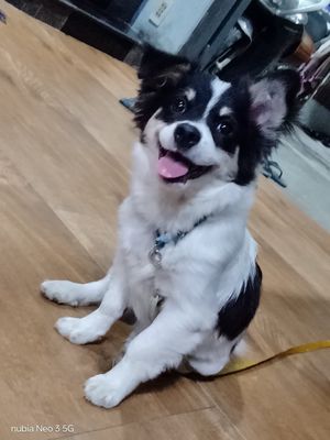Chó Nhật Đen trắng 3 tháng đã tiêm