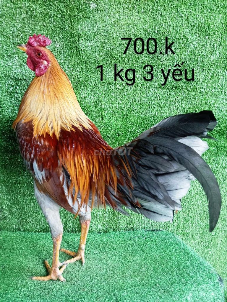 1 kg 3 yếu ae hợp lh