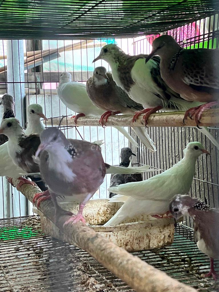 Chim cu thái Trưởng thành, tơ màu Trắng, đen, bông. Mua bán Chim tại Quận Phú Nhuận Tp Hồ Chí Minh được đăng bởi Alex Tran hình 1