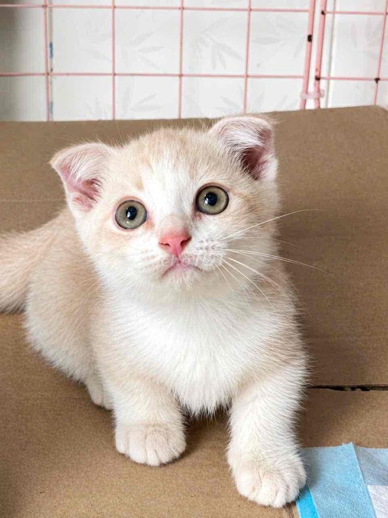 Mèo Anh lông ngắn lùn cụp đực 2 tháng. Mua bán Mèo tại Quận 8 Tp Hồ Chí Minh được đăng bởi Yêu Meo Meo hình 1