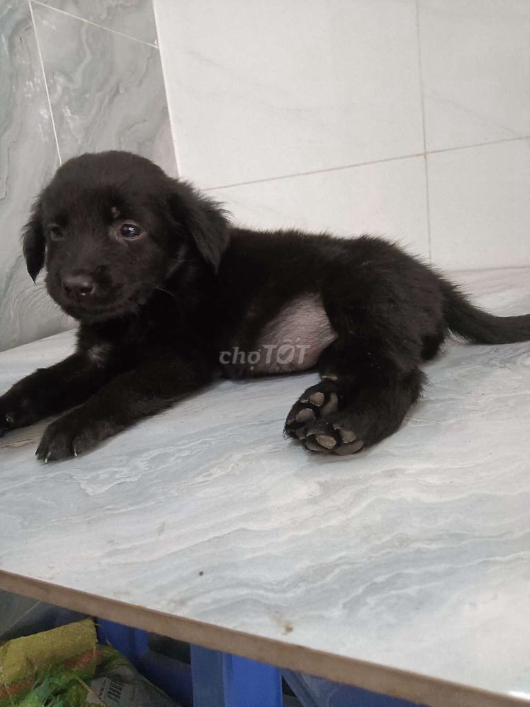 Chó Golden 1.5 tháng full đen móng đeo sau. Mua bán Chó tại Quận 6 Tp Hồ Chí Minh được đăng bởi Tăng Chí Lương  hình 1