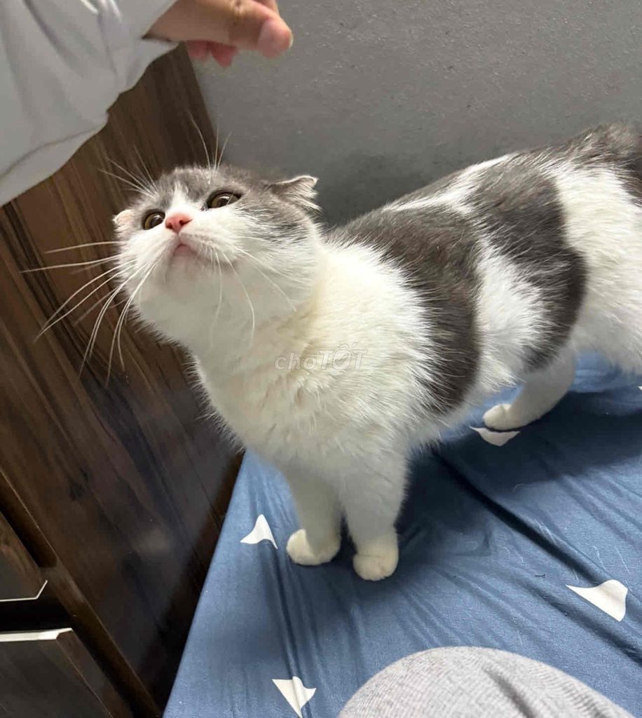 Mèo Bicolor tai cụp Cái 1 tuổi Trắng xám. Mua bán Mèo tại Quận Hoàng Mai Hà Nội được đăng bởi Gia Linh hình 1