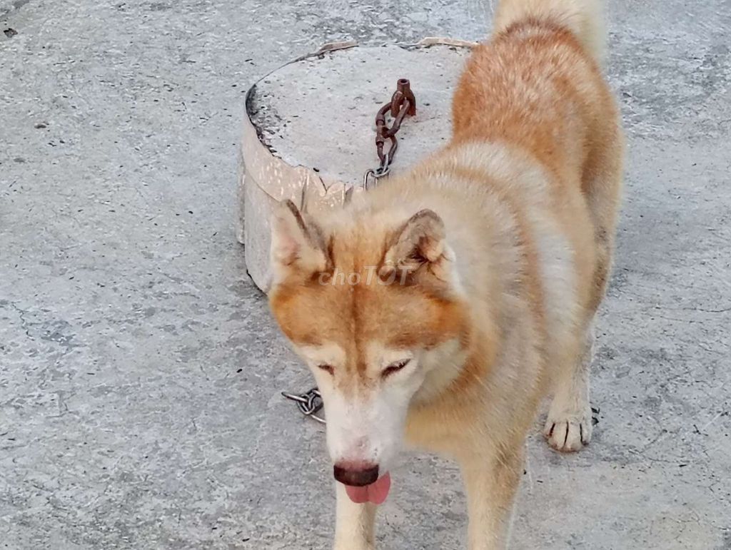 Chó Husky Đực Vàng kem Lông bóng. Mua bán Chó tại Thành phố Đồng Xoài Bình Phước được đăng bởi Nhân Rottweiler  hình 1