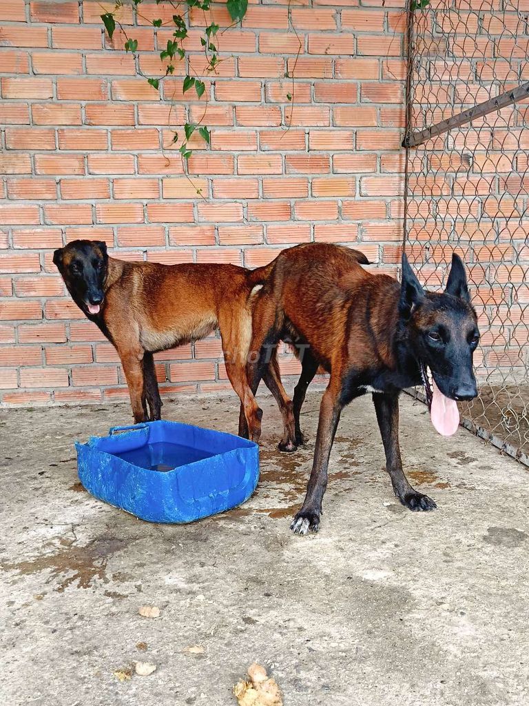 Malinois becgie bỉ mới phối 1tuần