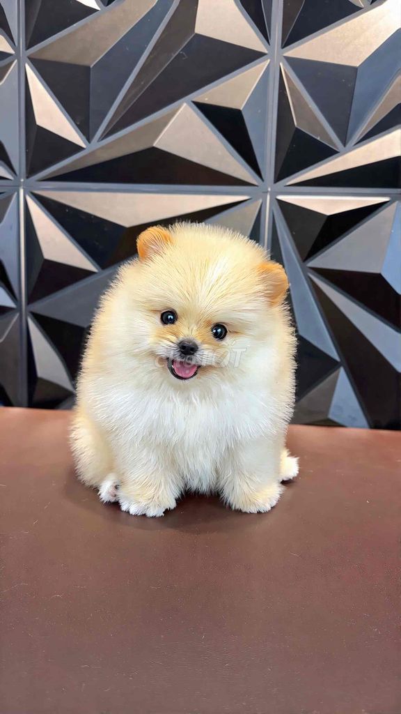 Chó Pomeranian 3 tháng nhiều màu. Mua bán Chó tại Quận 12 Tp Hồ Chí Minh được đăng bởi Nam Doan hình 1
