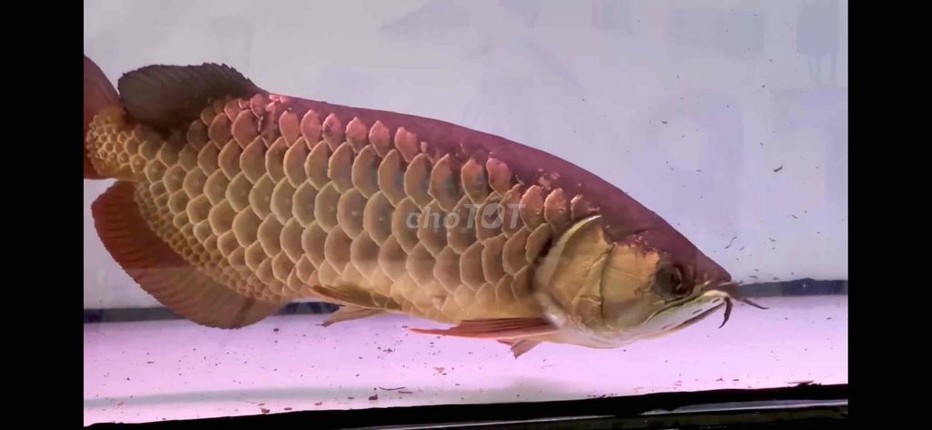 Cá rồng Vàng 24k 55cm. Mua bán Thú cưng khác tại Huyện Củ Chi Tp Hồ Chí Minh được đăng bởi Arowana  hình 1