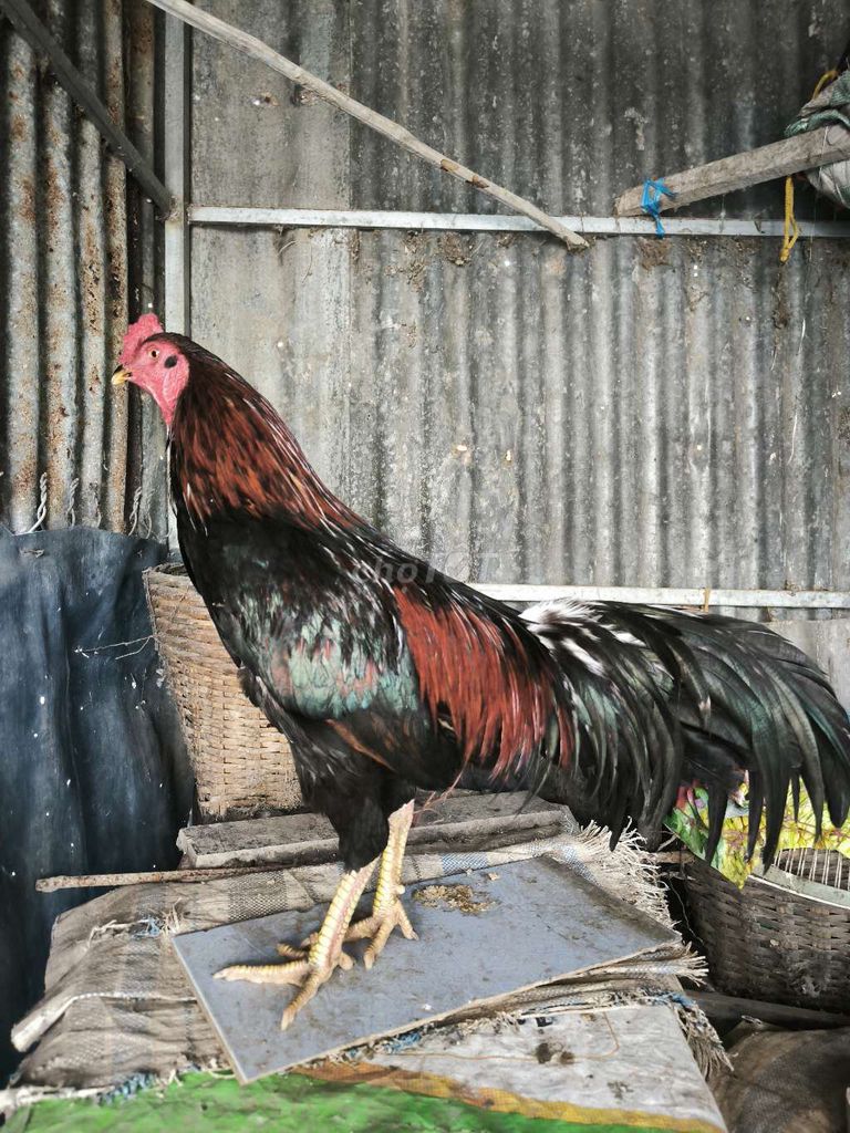 Gà trống Que trạng 2kg8. Mua bán Gà tại Huyện Tân Hiệp Kiên Giang được đăng bởi trường phạm hình 1