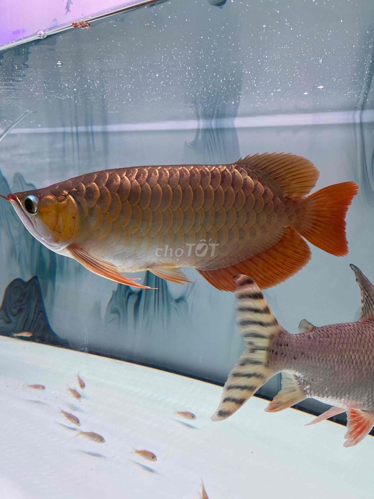 Cá Rồng Huyết Long U29-30. Mua bán Thú cưng khác tại Quận Tân Phú Tp Hồ Chí Minh được đăng bởi vinh hình 1