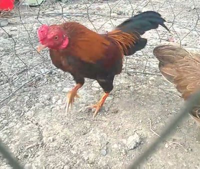 Gà tre rặc thuần chủng. Mua bán Gà tại Thị xã Bến Cát Bình Dương được đăng bởi tổ hi