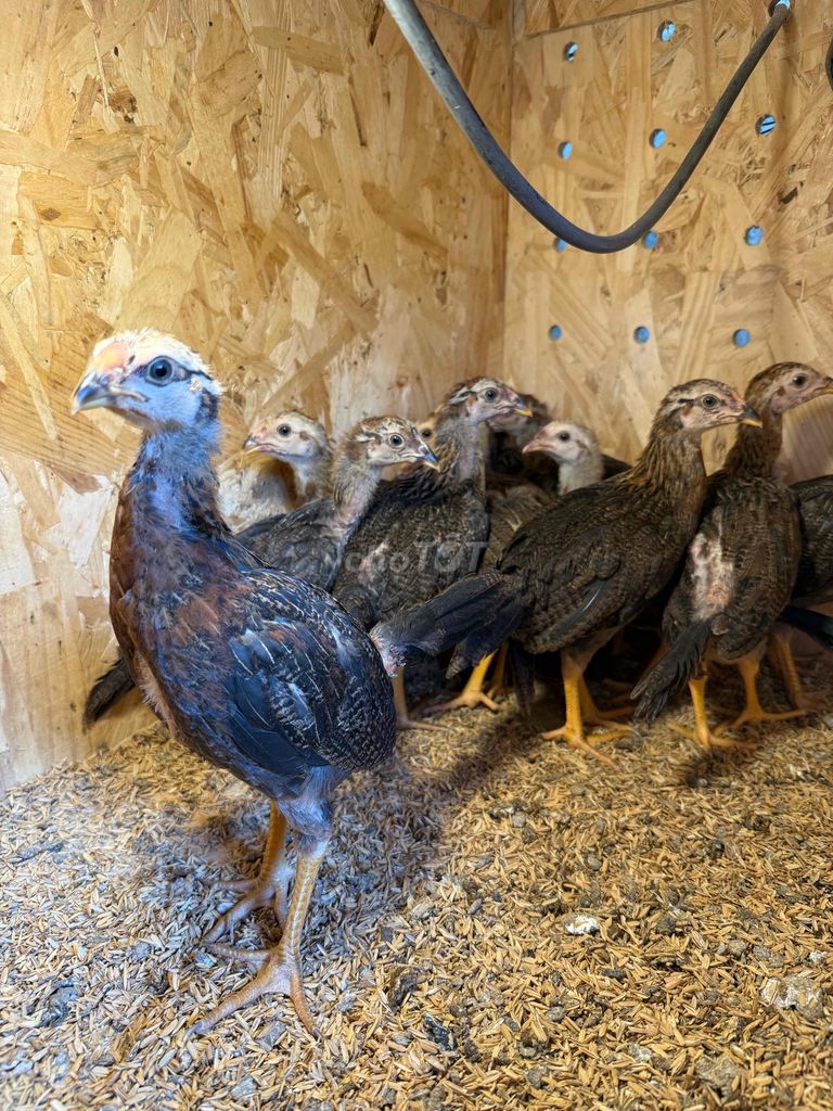 (Đã bán) Gà mái con F1, cha mẹ Hatch_Asil_Jap.... Mua bán Gà tại Huyện Hóc Môn Tp Hồ Chí Minh được đăng bởi Trại gà nhập  hình 2