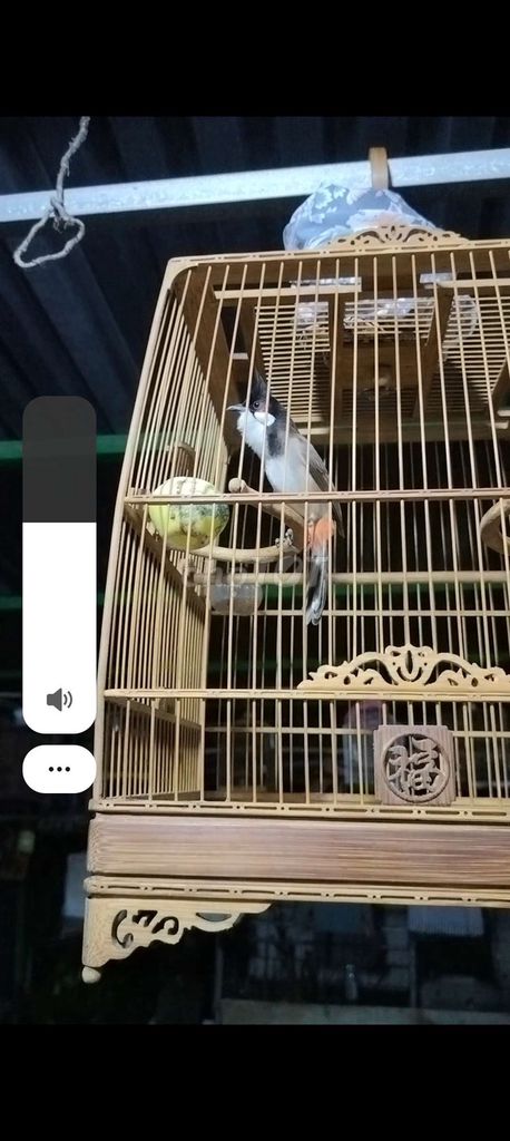 Cần tiền bán gầp trong 3 ngày. Mua bán Chim tại Quận 12 Tp Hồ Chí Minh được đăng bởi Nguyenvannhut hình 5